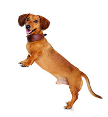 dachshund dog   standing on hind legs