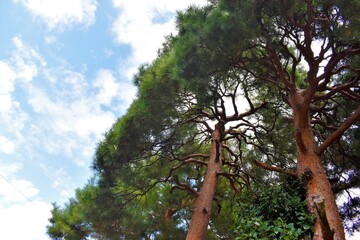 松の大木と青空
