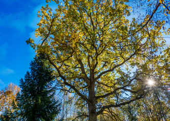 autumn trees against sky