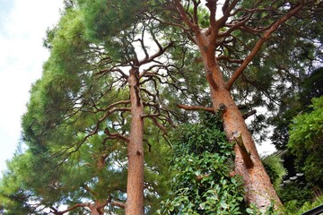 松の大木
