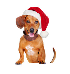 dachshund dog wearing santa hat  holding the blank board