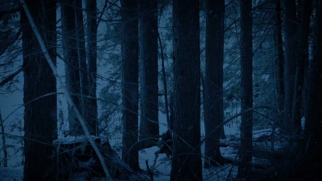 Man Walks Through Snowy Woods In The Dark