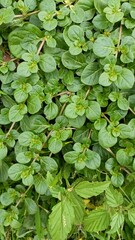 water lily in the pond