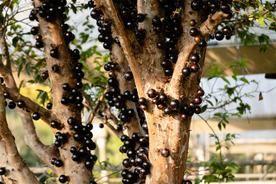 jaboticaba tree with fruits