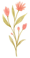 watercolor dried flowers isolated on white background. Hand drawn wildflowers illustration. Flower clipart. Autumn design to fashion fabric, textile, cover, wrapping paper product, blog, cloth