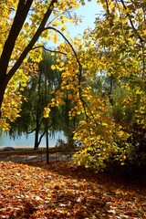 Sunny autumn day in the city park.
