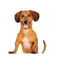happy dachshund dog   standing on blank board