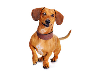 happy dachshund dog