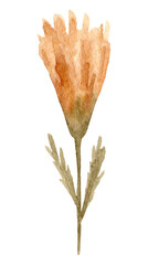 watercolor dried flowers isolated on white background. Hand drawn wildflowers illustration. Flower clipart. Autumn design to fashion fabric, textile, cover, wrapping paper product, blog, cloth
