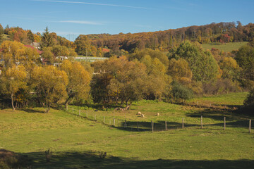 Green pasture on a ranch.Sunny day in autumn.Livestock grazing on a field.