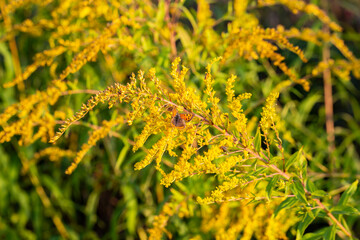 A closeup of a Brachycera perched on a yellow flower
