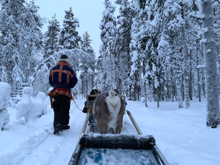 polar day in the tundra, finlander, man in Suomi national dress leads reindeer harnessed to sleigh,...