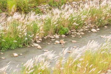 wild sugarcane grass