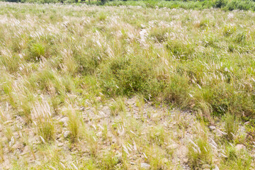 wild sugarcane grass