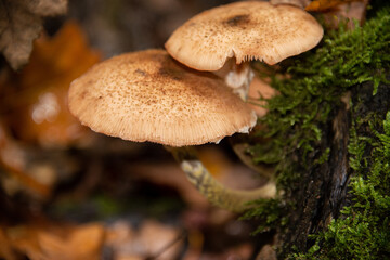 Kleine Pilze im Herbstwald