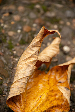 Herbstblatt