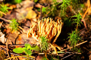 Goatsbeard Ramaria flava in pine forests of Eastern Baltic Gulf of Finland in late summer