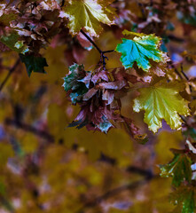 autumn leaves background