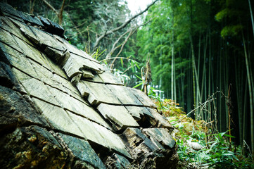 京都 稲荷山にある切り株と竹林