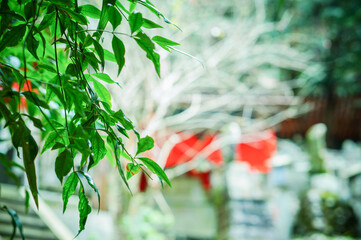 京都 伏見稲荷大社を彩る鮮やかな緑の葉