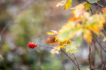 Rote Beeren im Herbst