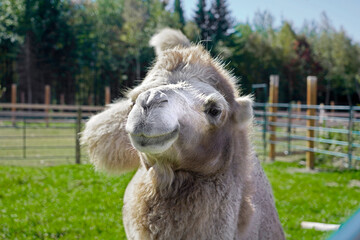 A picture of a camel in captivity in a zoo
