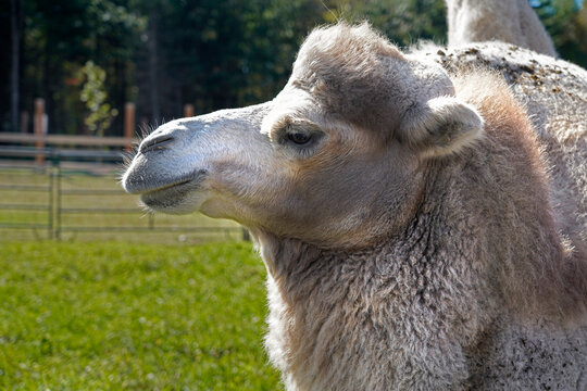 A picture of a camel in captivity in a zoo