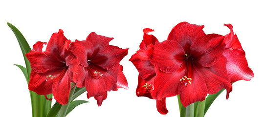 Red Amaryllis flower with green leaves isolated, PNG. - obrazy, fototapety, plakaty