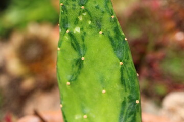 Nopalea cochenillifera var. variegata