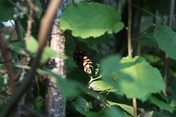 Pinecone in shadow of tree