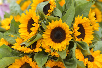 Naklejka premium Bouquet of bright decorative sunflowers