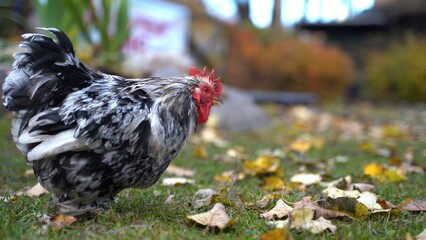 Black and white rooster looking for food. Feral chicken in park