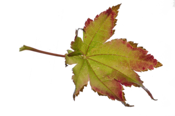 Brightly colored leaf of a japanese ornamental maple isolated 