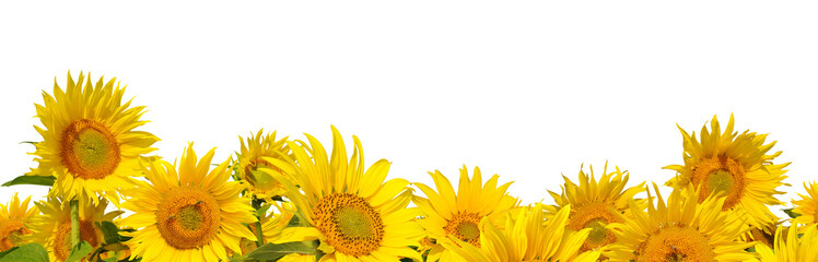 Sunflower field isolated, PNG.