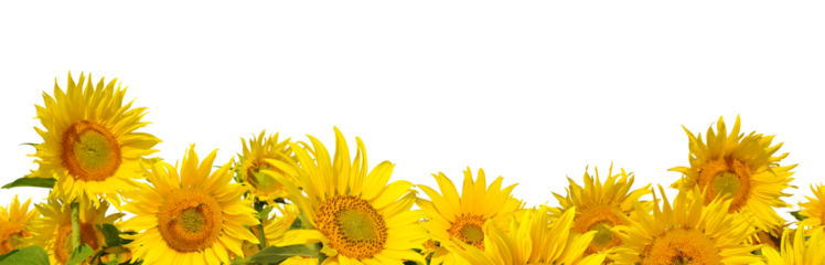 Sunflower field isolated, PNG.
