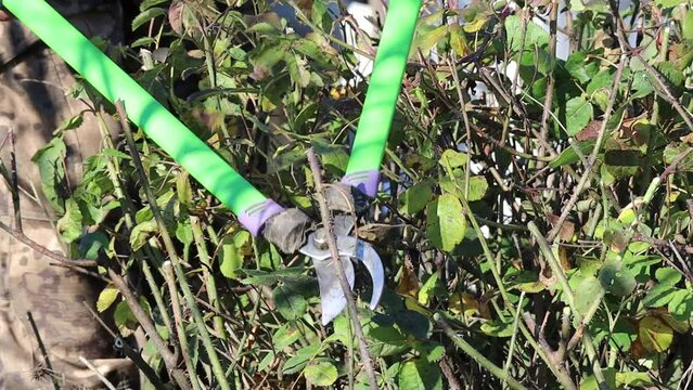 A man ennobles his garden, cuts a rose with pruning shears. The gardener cuts the bush