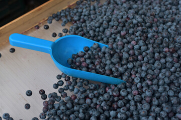 Market. Sale of blueberries. Berries