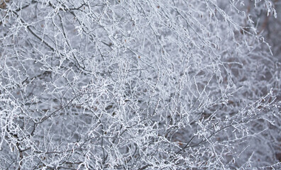 Snow covered trees on a foggy day. Beautiful winter nature background.