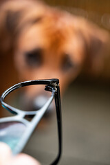 Ein Hund macht eine Brille Kaputt. Hundeversicherung