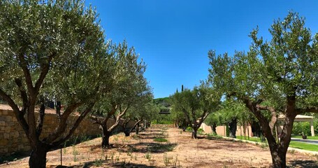 Slow movement between olive trees before harvest. Blue sky background on a sunny day.