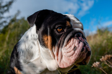 Black tri-color english british bulldog in blue harness running  on the  green grass  on sunny warm spring day