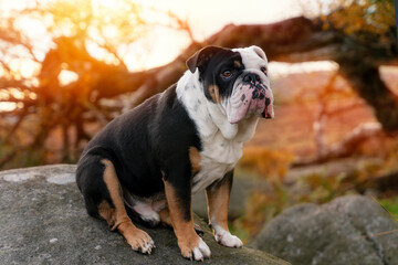 Black tri-color english british bulldog in blue harness running  on the  green grass  on sunny warm spring day