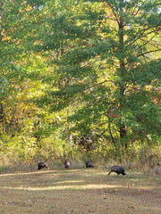 Flock of Turkeys, Blendon Woods Metro Park, Columbus, Ohio