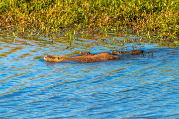 The Nutria family swimming ( the official state mammal of Oregon and New York.)