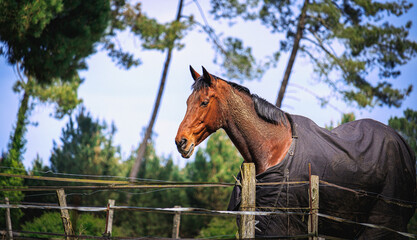 Chevaux
