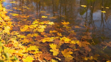 Leaves falling in water that is reflecting trees. Fall weather on the lake