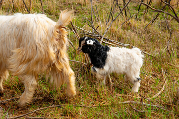 Obraz premium Goats in search of food roam the desert hot pasture. Moroccan goats climb trees to eat leaves. Sheep eat the remains of a watermelon.