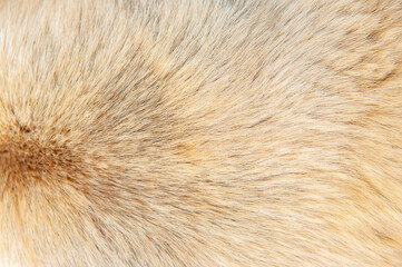 Beautiful spotted fur close-up. Texture of brown animal wool. Dog fur.