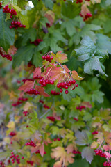 Background from beautiful red fruits of viburnum vulgaris. Red viburnum berries on a branch in the garden. Guelder rose viburnum opulus berries and leaves in the summer outdoors
