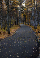 Wet asphalt road leading through autumn forest in vibrant colors on a rainy day. Moist paved road in the embrace of lush forest trees in amazing shades of fall season. Beautiful woods in fall shades.
